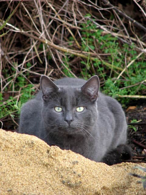 Chartreux: The Silent Observer