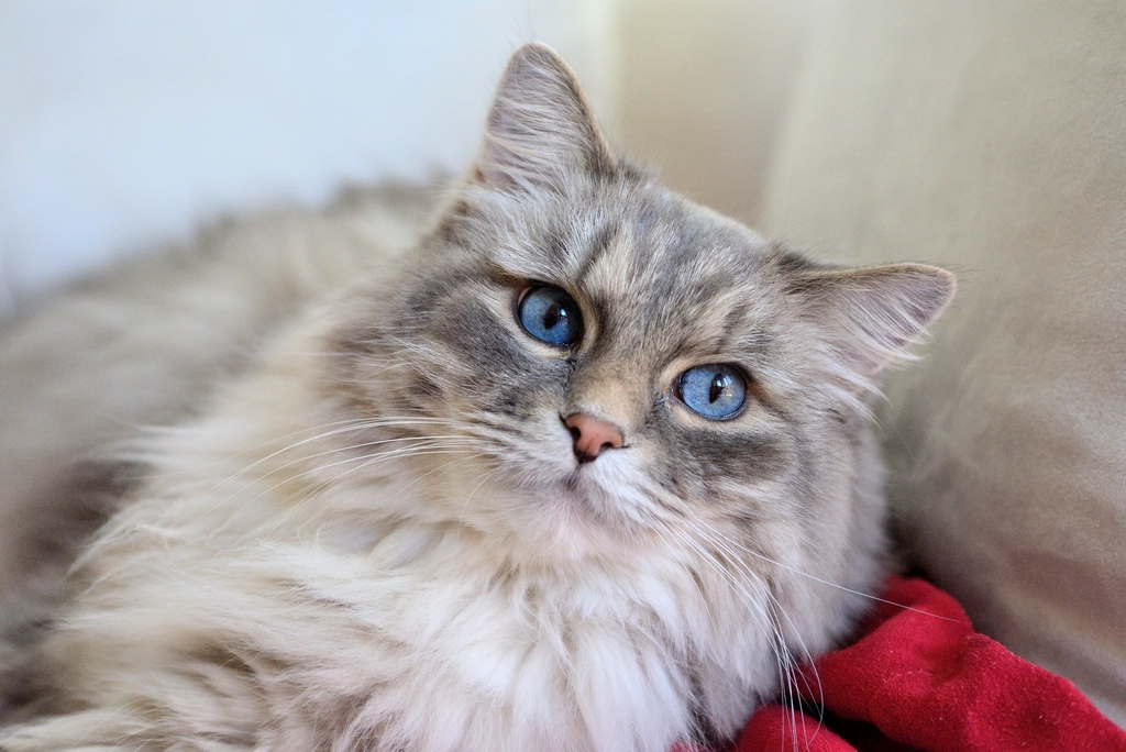 Ragdoll: The Relaxed Recluse (image credits: rawpixel)