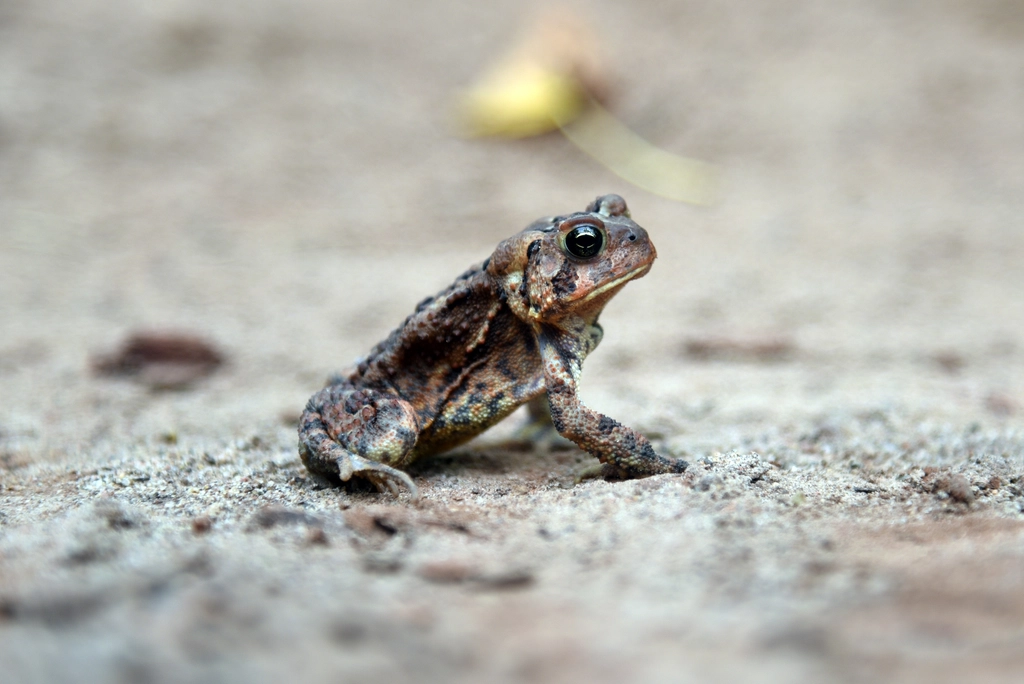 Marksville, Louisiana: Falling Frogs