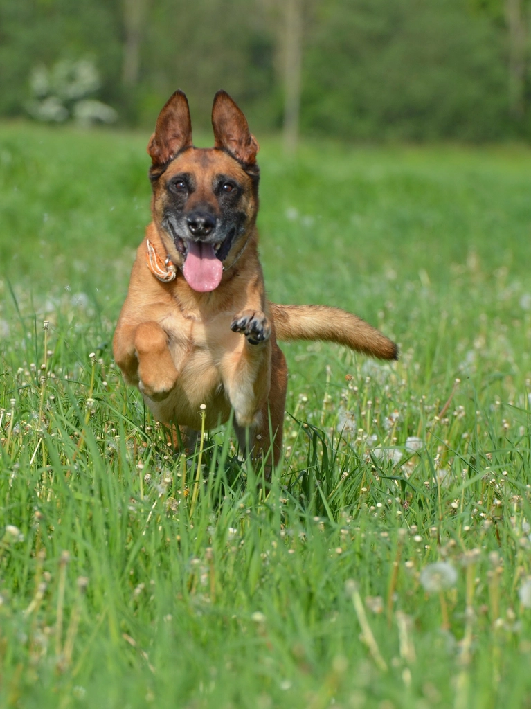 Belgian Malinois: The Agile Protector (image credits: rawpixel)