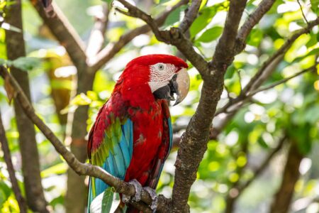 The Loudest Parrots in the World—And Why Americans Love Them