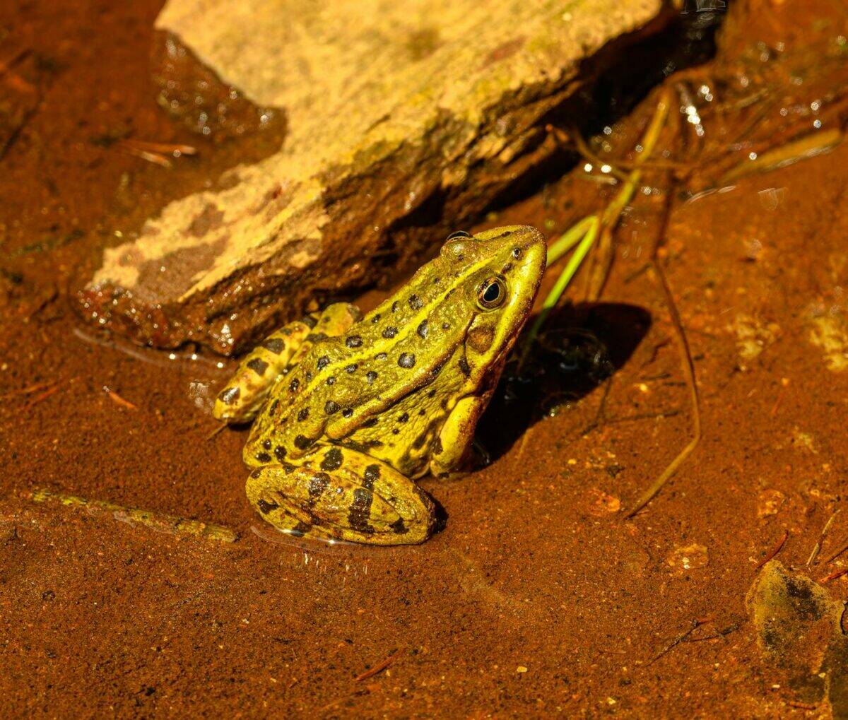 Detailed view of a green frog sitting on moist soil next to water.