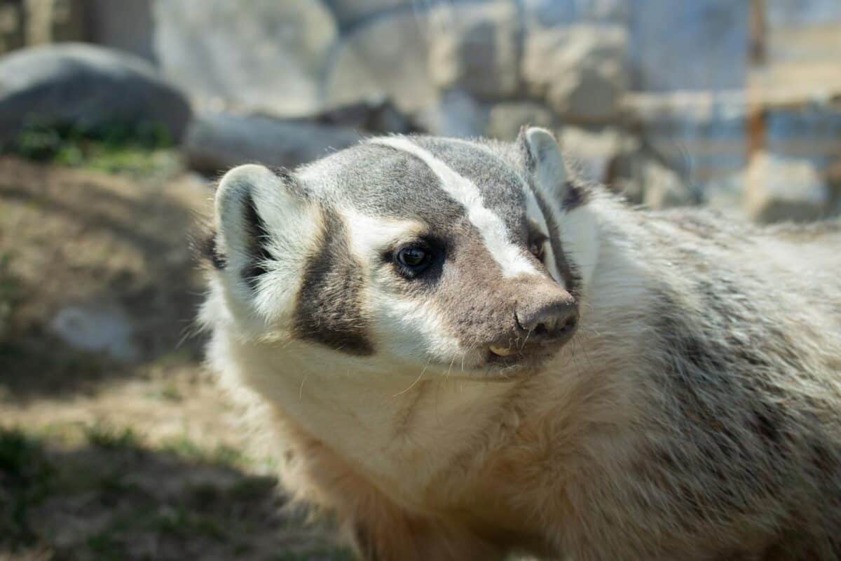 Detailed portrait of an American badger in its natural habitat, showcasing distinct facial markings.