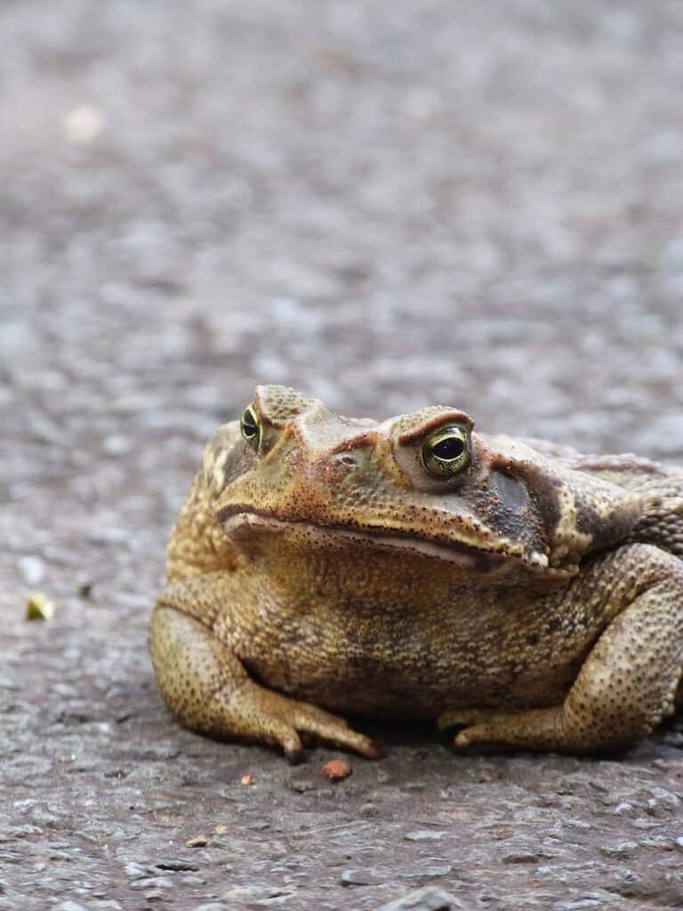 A detailed close-up of a cane toad (Rhinella marina) sitting on the pavement.