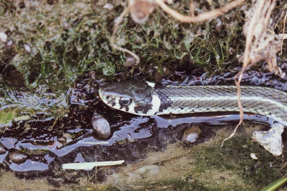 Close-up of a grass snake in Garešnica, Croatia, blending with moss and water.