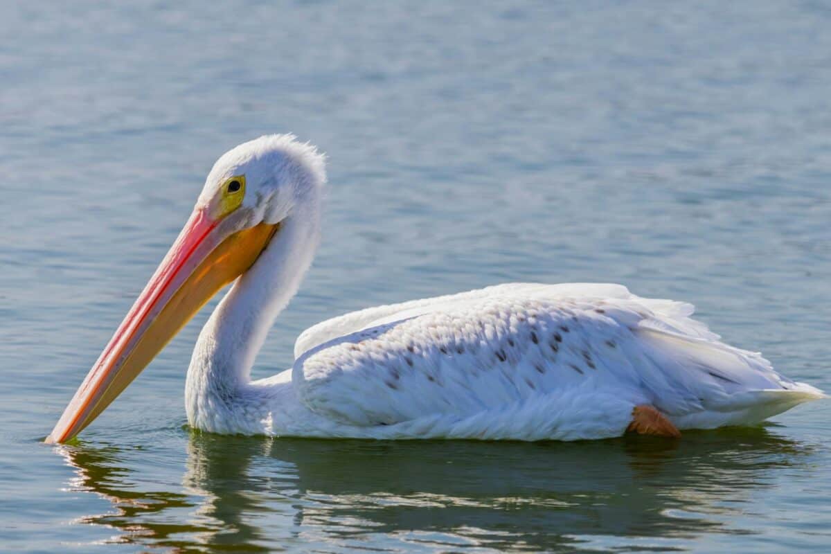 A white pelican swimming gracefully on a calm lake with a clear sky backdrop.