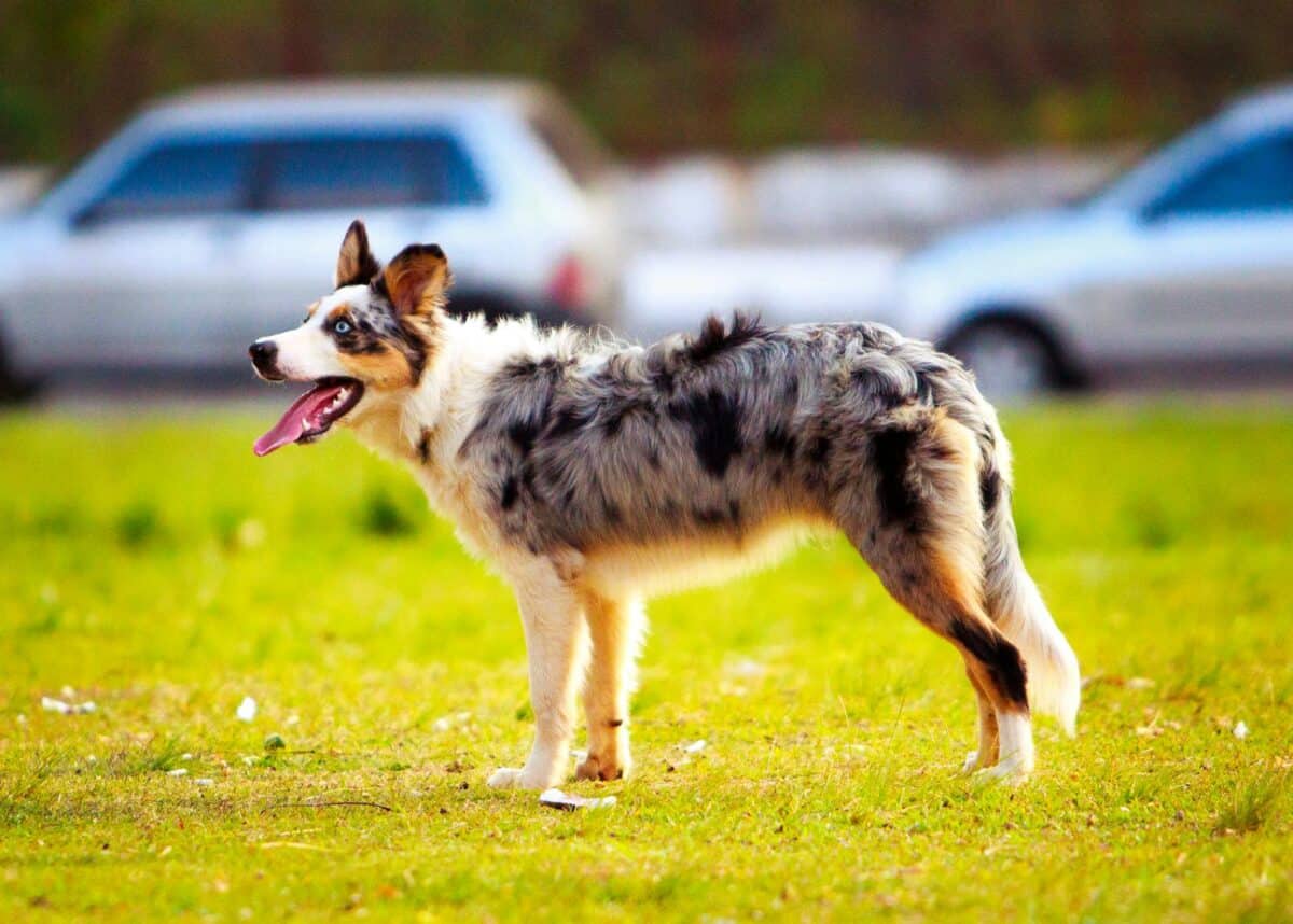A lively Australian Shepherd standing on grass in an outdoor setting, demonstrating energy and playfulness.