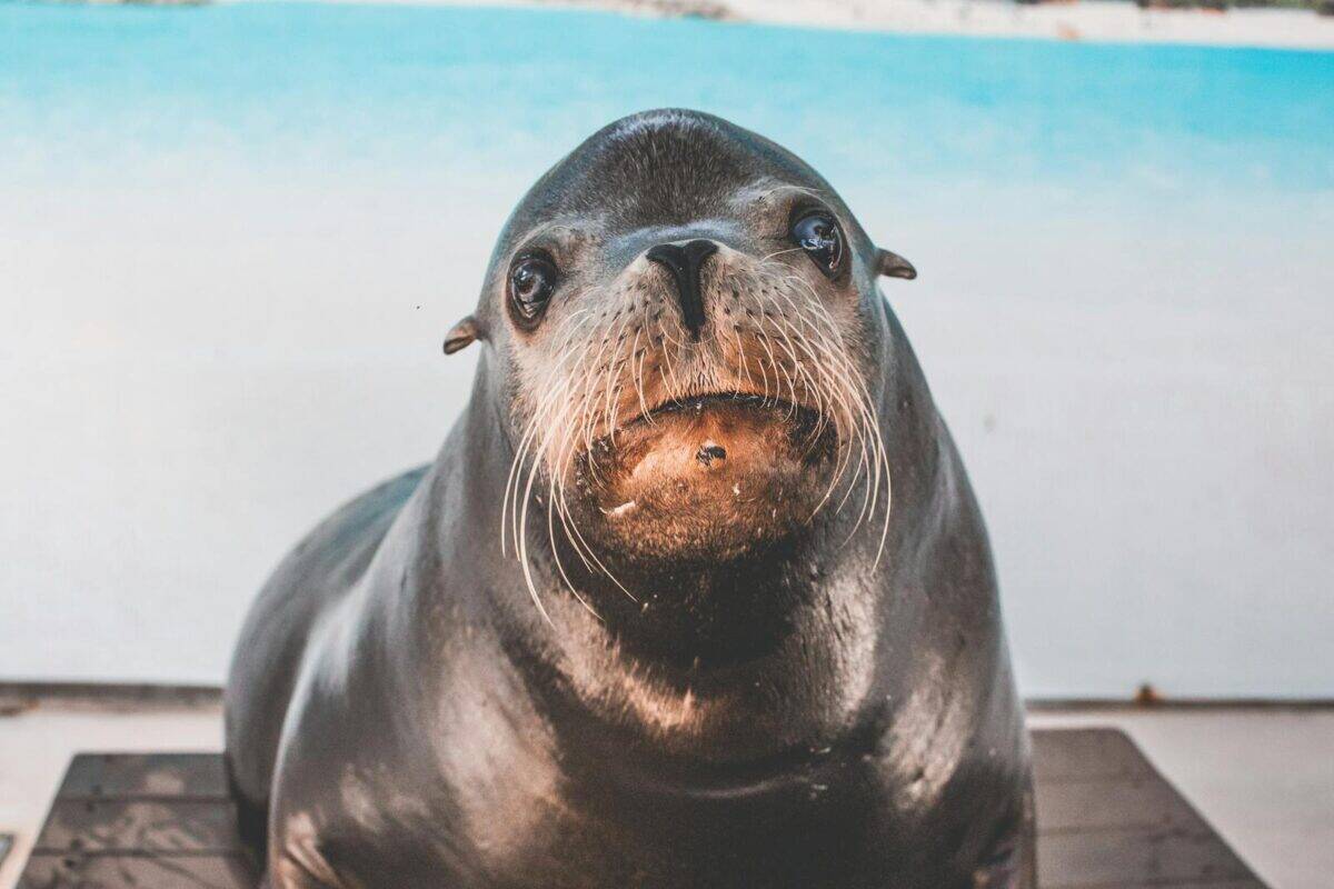 Close-up portrait of a cute sea lion showcasing its whiskers and playful expression.