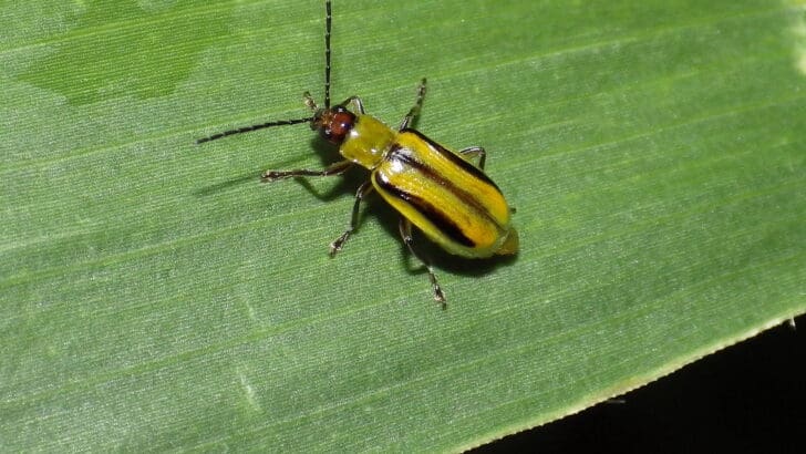 The Most Destructive Bugs Ever to Hit American Farms