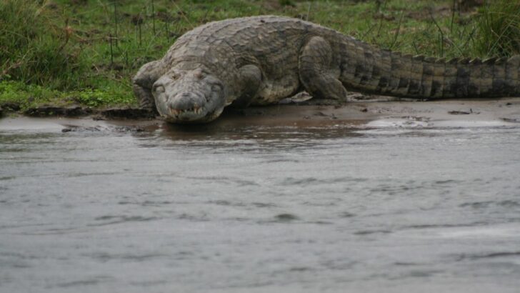 How Crocodiles Communicate—And Why It Matters