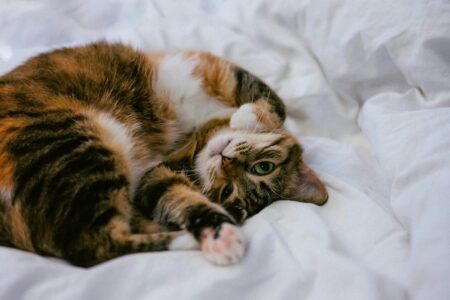 The Best Cat Breeds for Highly Empathetic Owners