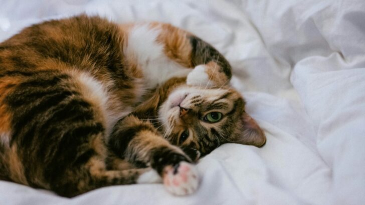 The Best Cat Breeds for Highly Empathetic Owners