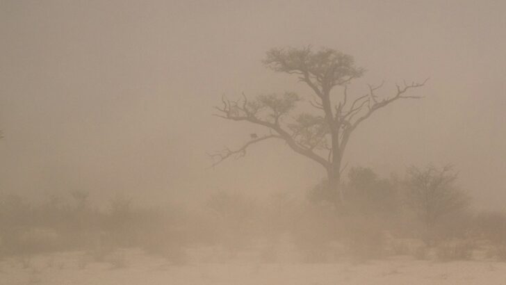 The Largest Dust Storm Ever to Sweep Across the Midwest