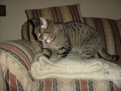 Why Cats Knead With Their Paws—and What It Really Means