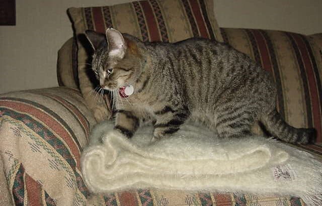 Why Cats Knead With Their Paws—and What It Really Means
