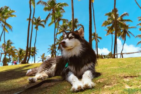 11 Dogs That Excel in Wilderness Survival