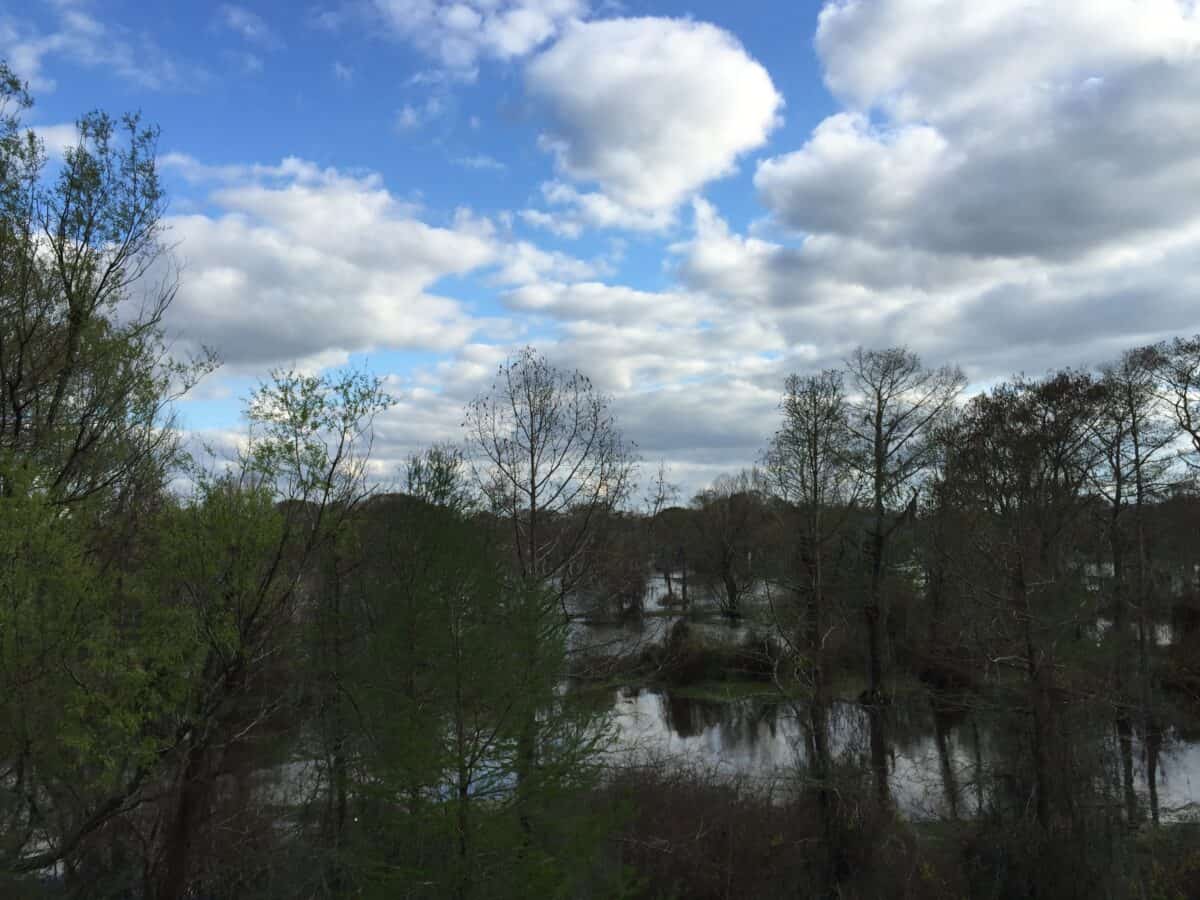 Atchafalaya Swamp