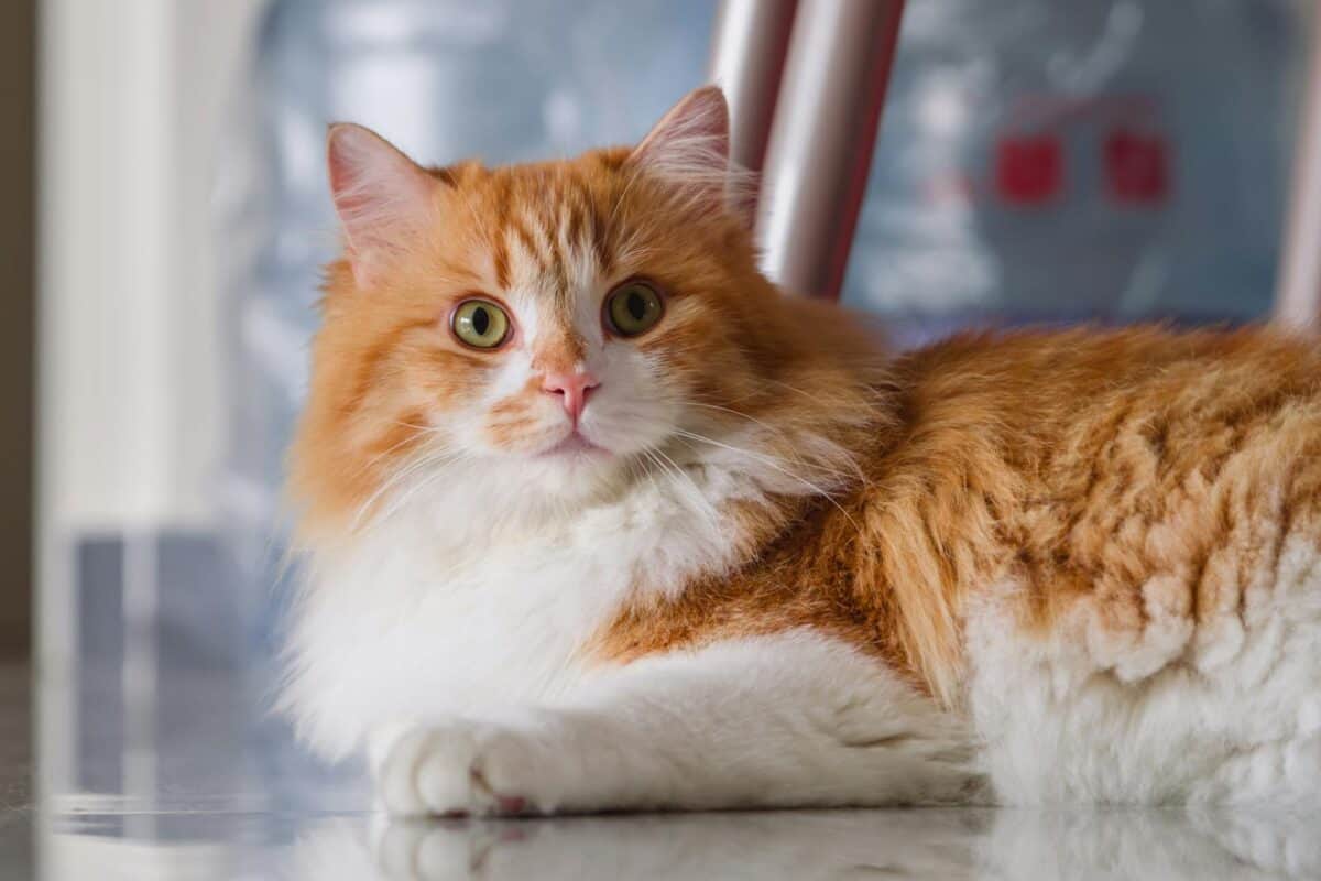 Close-up portrait of a fluffy orange and white domestic cat lying on the floor indoors.