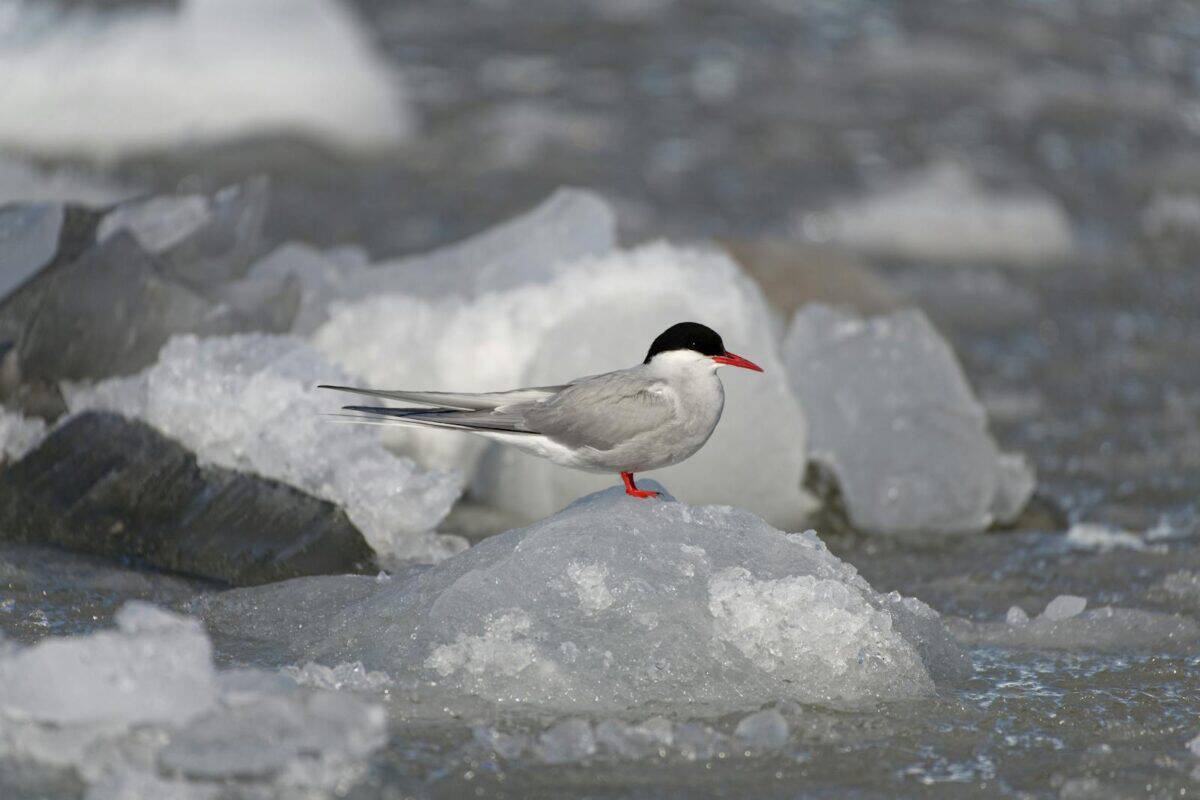 Arctic tern resting on ice