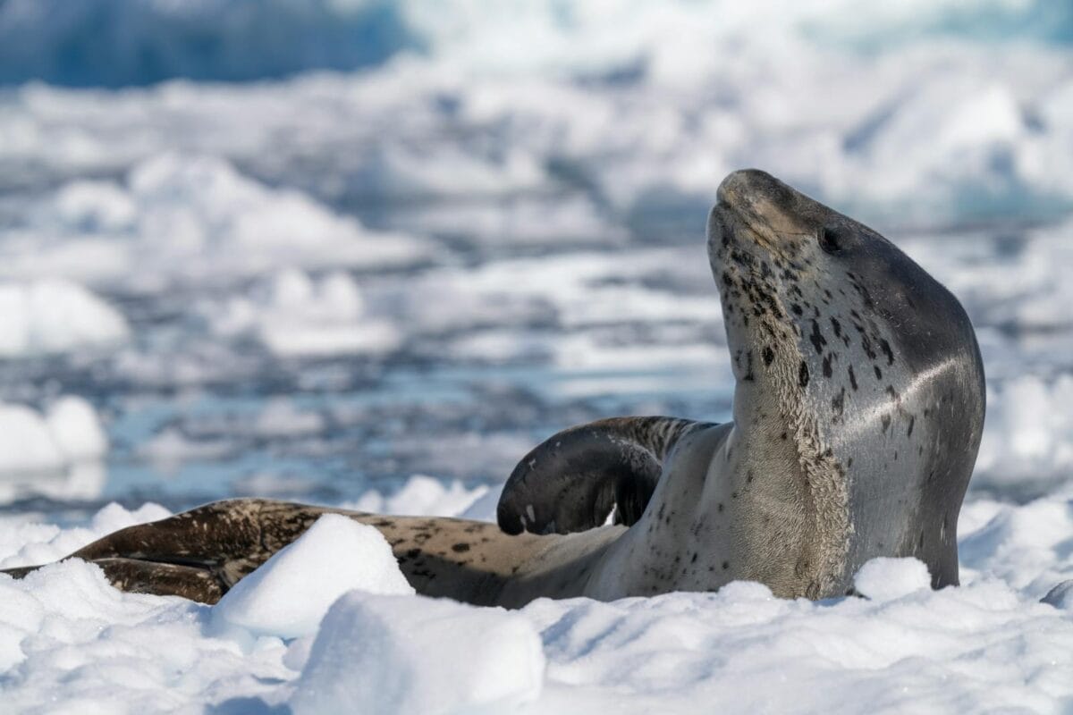 A detailed shot of a leopard seal resting on the icy terrain in Antarctica, capturing its natural habitat.