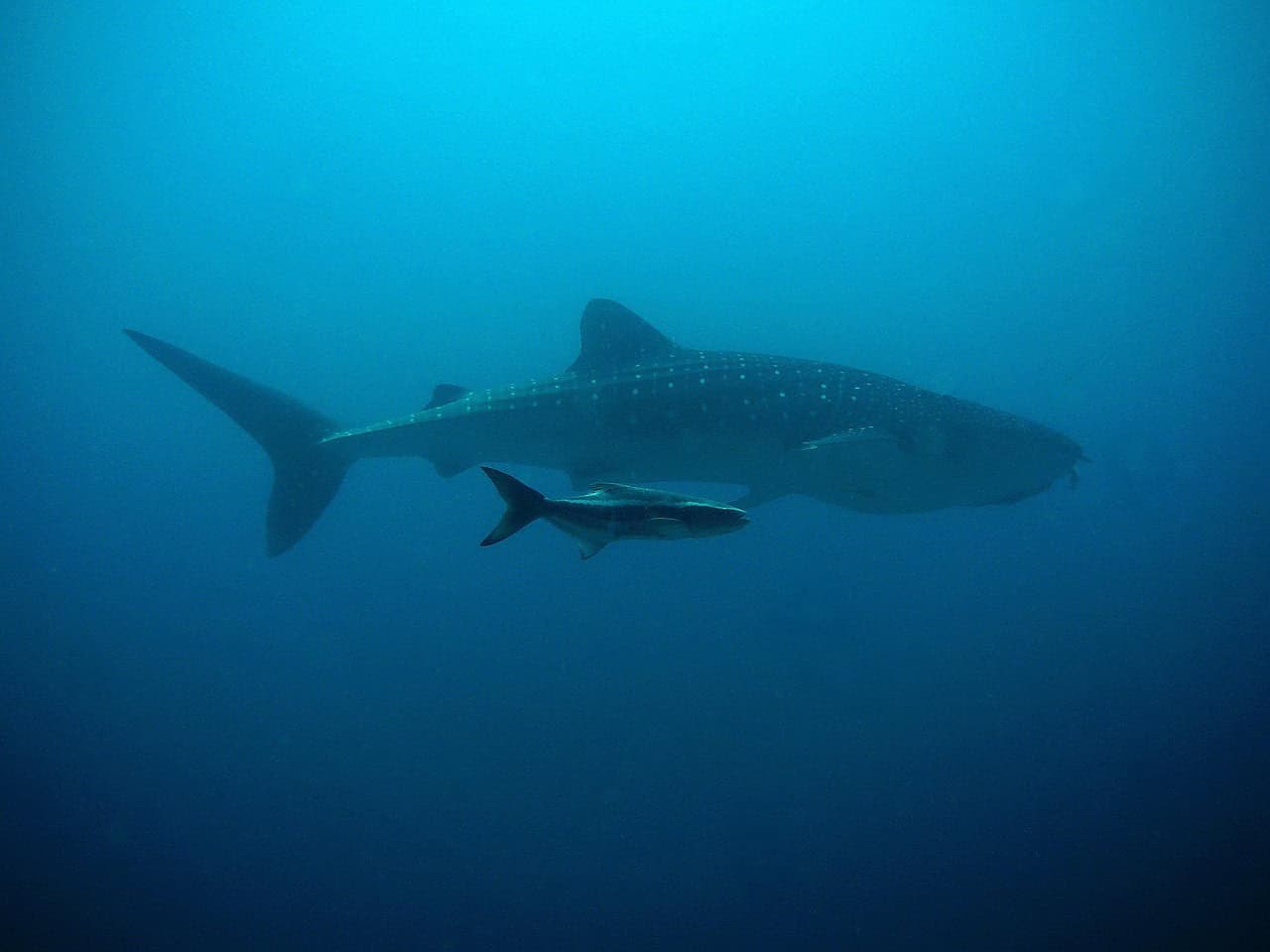 whale shark, kobia, diver, underwater, ocean, fishes, water, sea, dive, blue, thailand, similan, nature, whale shark, whale shark, whale shark, whale shark, whale shark