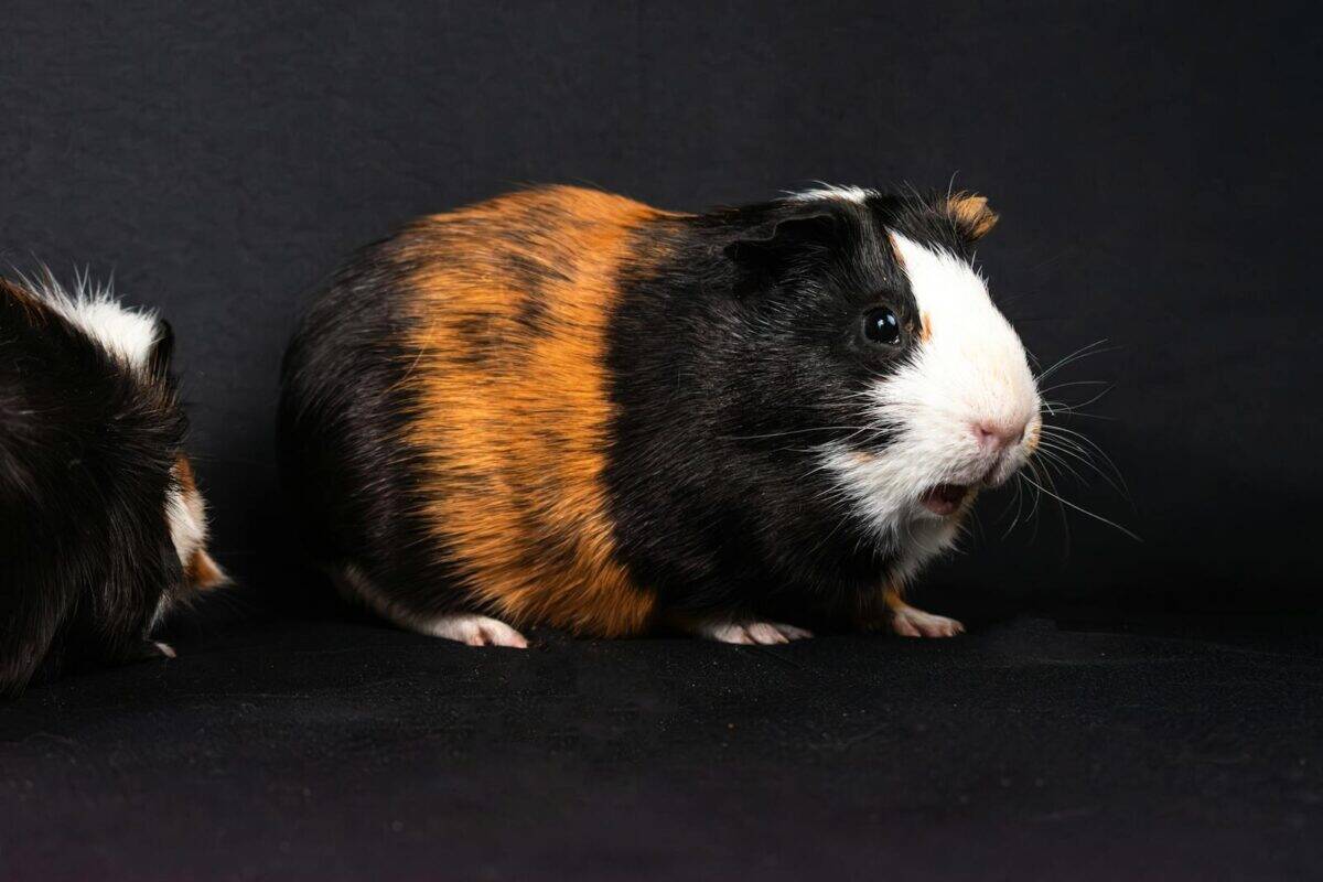 A cute tri-color guinea pig photographed on a black background in a studio setting.