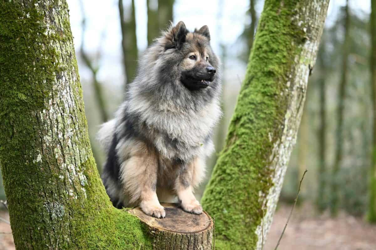 A fluffy Keeshond sits on a tree stump surrounded by lush moss in the woods.