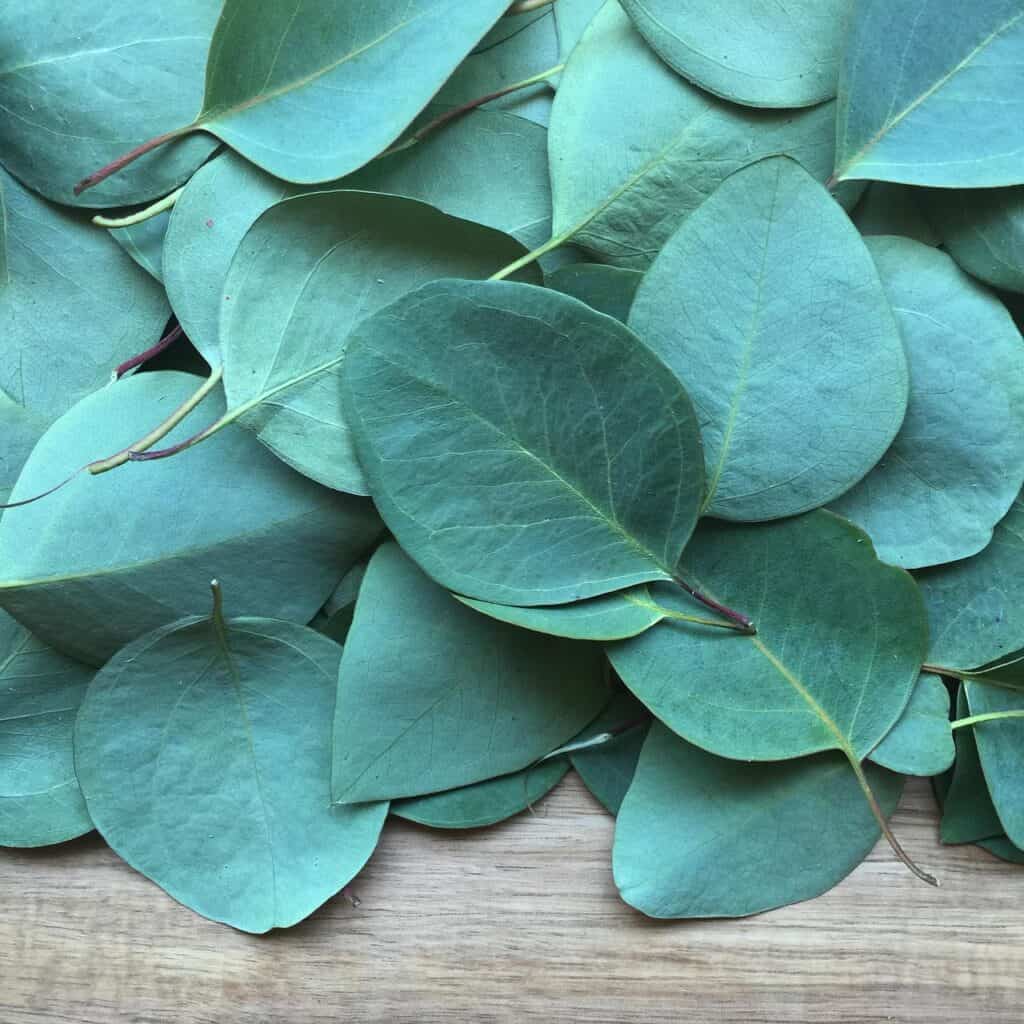 eucalyptus, leaf