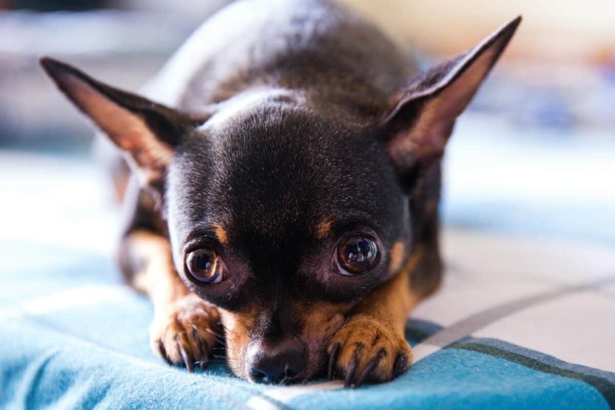 Cute black chihuahua with big eyes resting indoors on a bed.