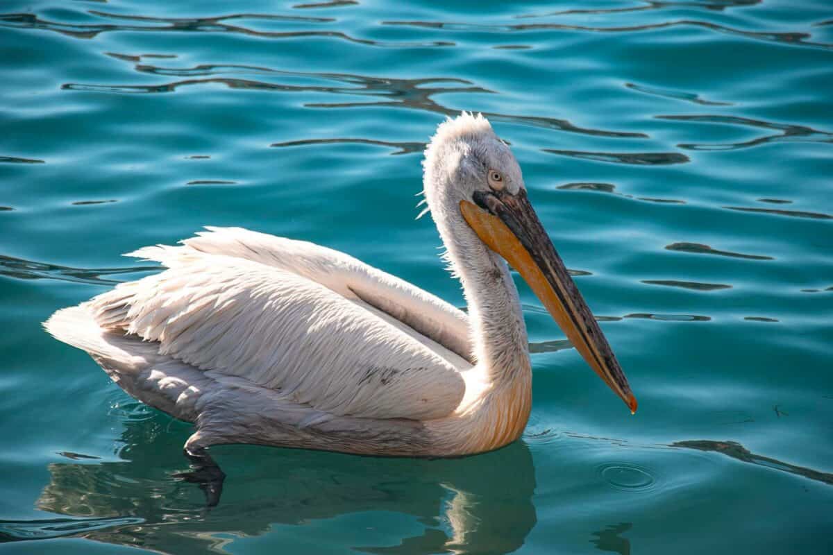 Majestic Dalmatian pelican floating on clear waters of Foça, İzmir. Captured in vibrant natural habitat.