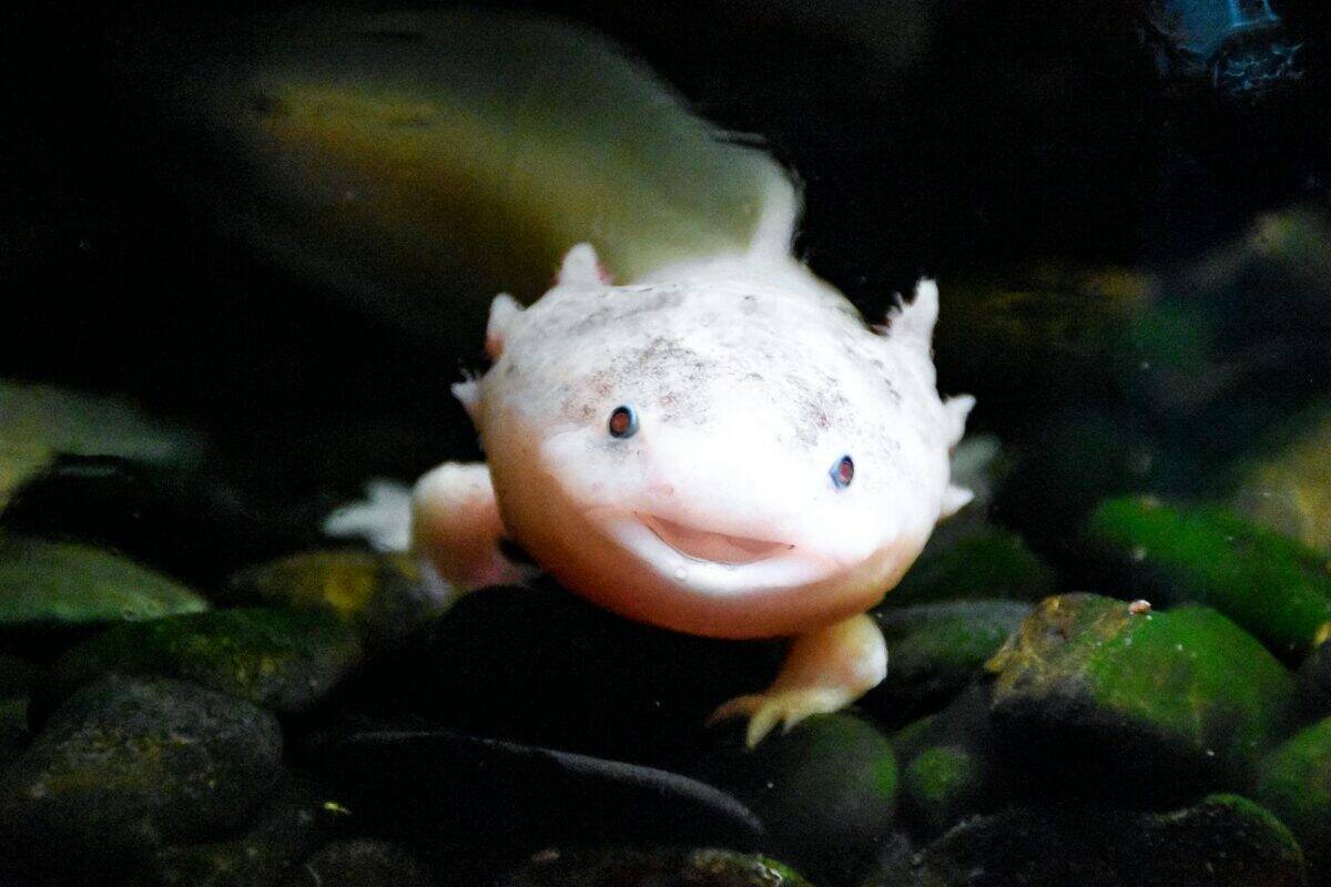 Charmanter Axolotl, der unter Wasser lächelt und seine einzigartigen Merkmale in einer natürlichen Umgebung zur Schau stellt.