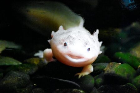 This Salamander Doesn&rsquo;t Age&mdash;Here&rsquo;s What That Means for Science