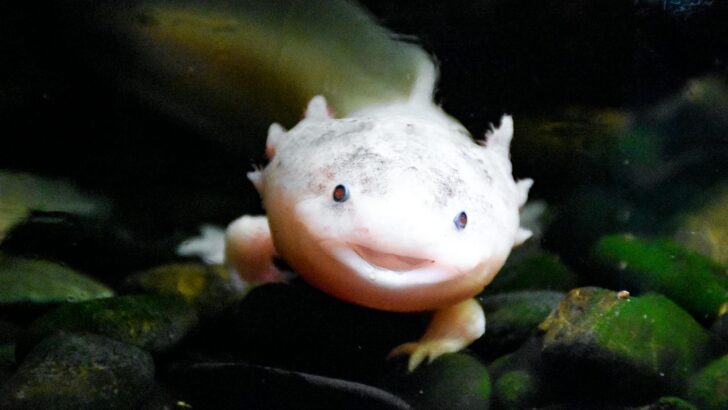 This Salamander Doesn’t Age—Here’s What That Means for Science