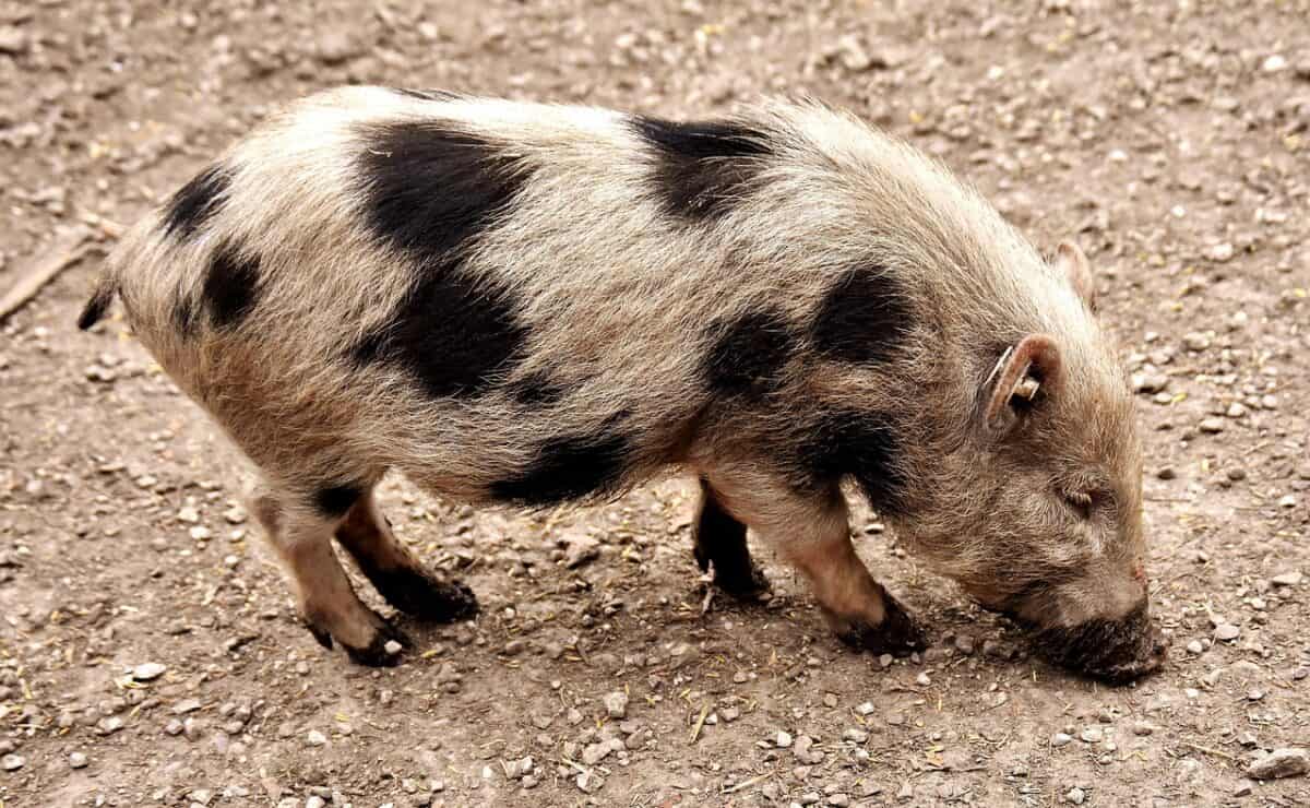 mini pig, animal, pig, piggy, wildlife, dirty, cute, nature, farm animal, wildpark poing, mini pig, pig, pig, pig, pig, pig