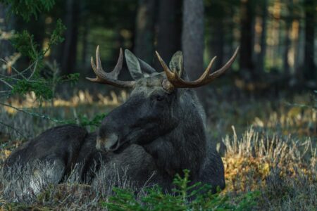 The Tallest Moose Ever Measured Was Found in Alaska