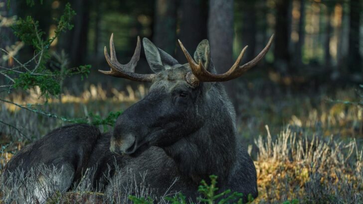 The Tallest Moose Ever Measured Was Found in Alaska