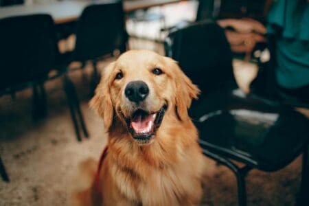 10 Dogs That Don not Flinch at Loud Noises