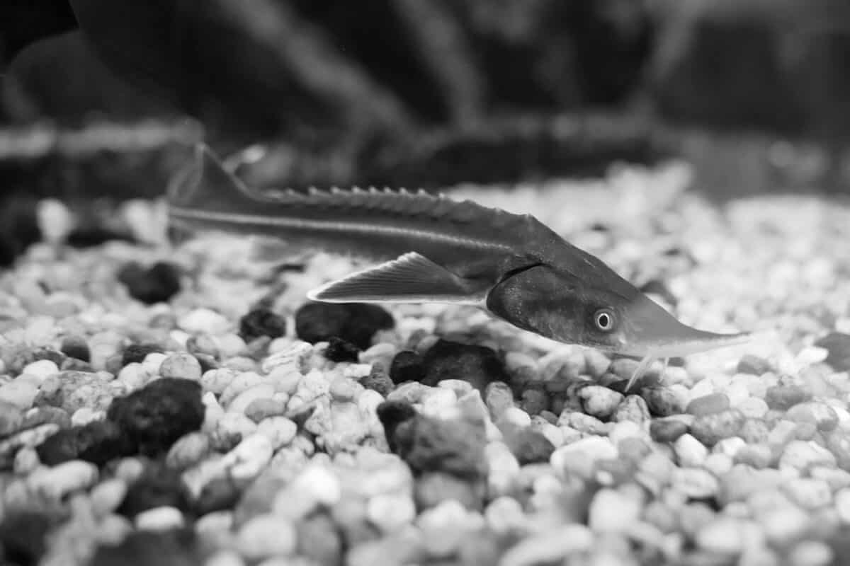 A close-up, black and white photo of a sturgeon swimming in an aquarium tank over pebbled substrate.