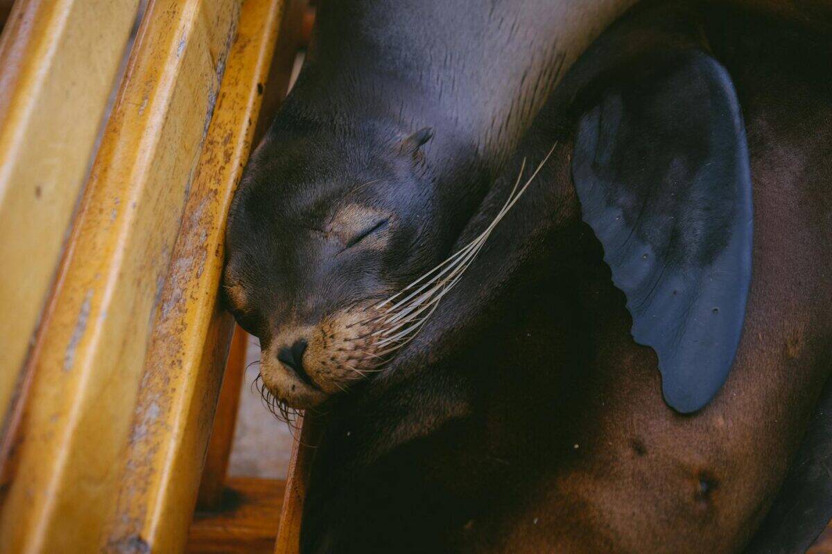 A serene image of a sleeping sea lion nestled against a wooden surface, showcasing its natural whiskers and smooth body.
