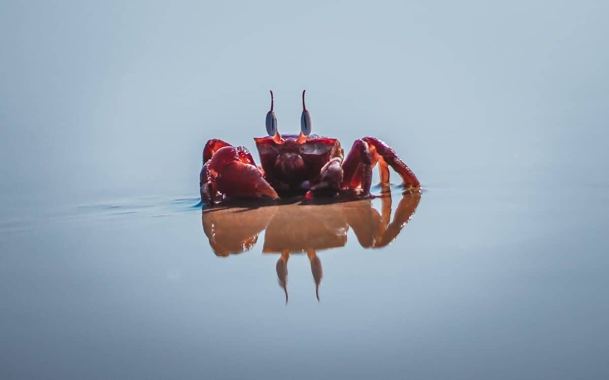 Close-up of a vibrant red crab reflecting on calm water at Visakhapatnam beach.