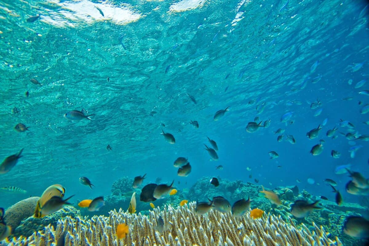 underwater, small fish, coral, tropical, widi islands, halmahera, indonesia, underwater, small fish, coral, coral, coral, coral, coral, indonesia, indonesia