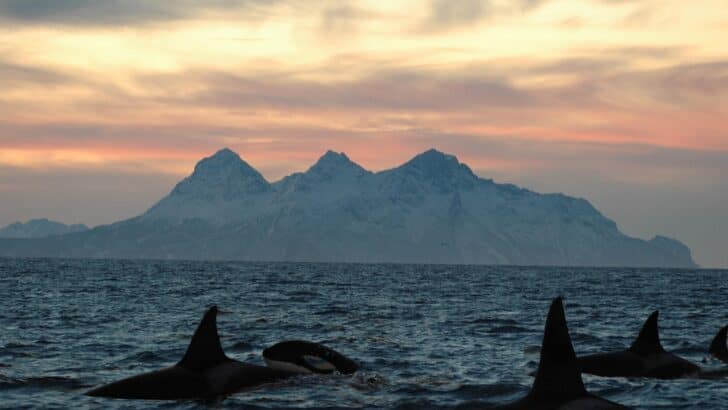 The Largest Orca Pod Ever Recorded Off the U.S. Coast