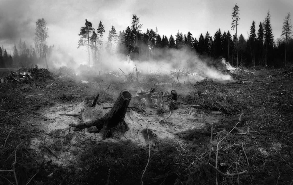 the forest fell, fire, smoke, tree, nature, wildfire, wildfire, wildfire, wildfire, wildfire, wildfire