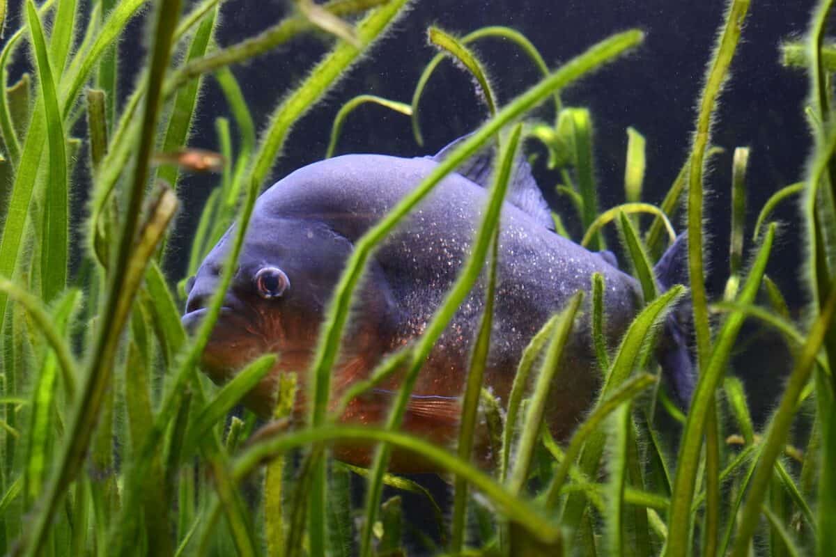 Piranha
