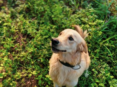 12 Dog Breeds Known for Emotional Intelligence