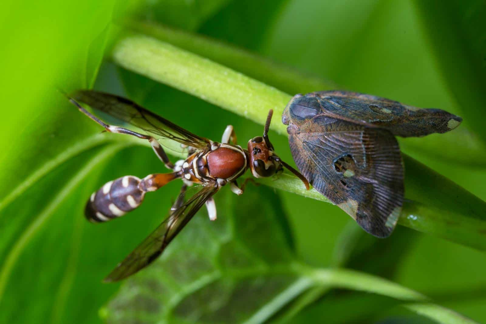 Macro image of insects on a green plant stem outdoors in nature.