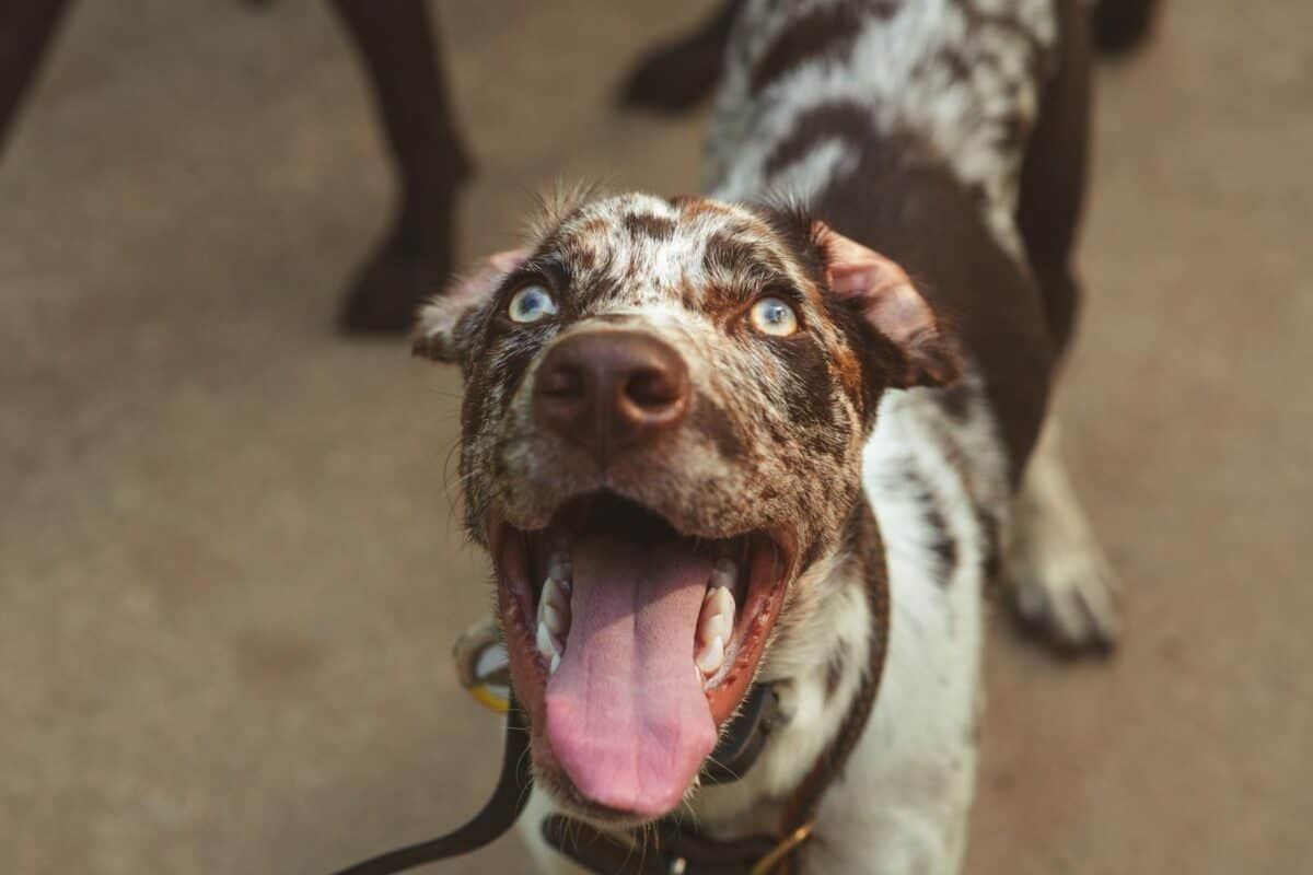 Close-up of a happy Catahoula Leopard Dog with tongue out in a playful mood.