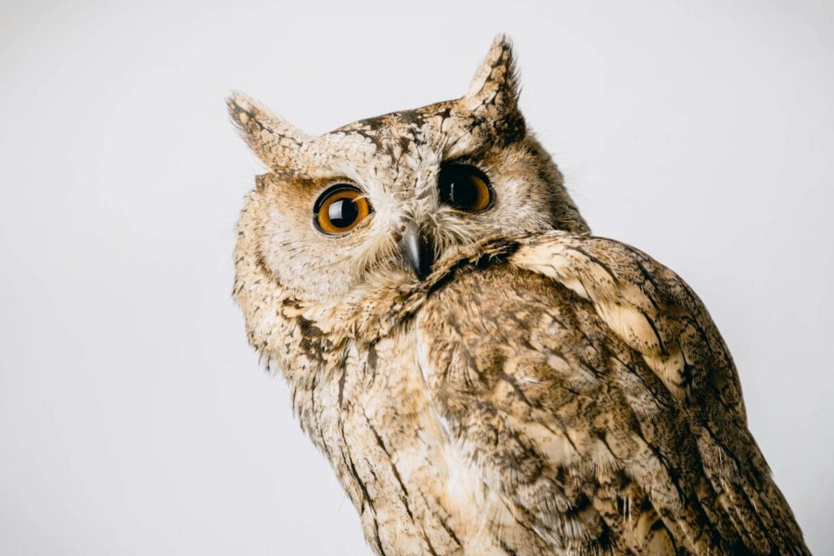 Studio close-up of an owl showcasing its intricate feathers and expressive eyes, ideal for wildlife photography enthusiasts.