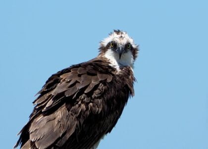 Florida’s Giant Ospreys – The Ultimate Fishermen of the Skies