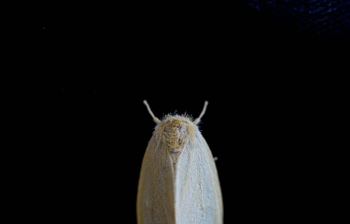 Detailed macro shot of a moth with a black background, showcasing its intricate features.